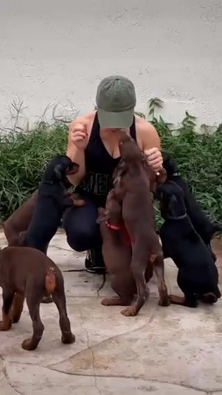 European AKC Doberman Puppies in Miami, Florida