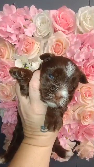 ?SOLD?? Christmas Girl? KB Chocolate Girl Yorkie in Sikeston, Missouri