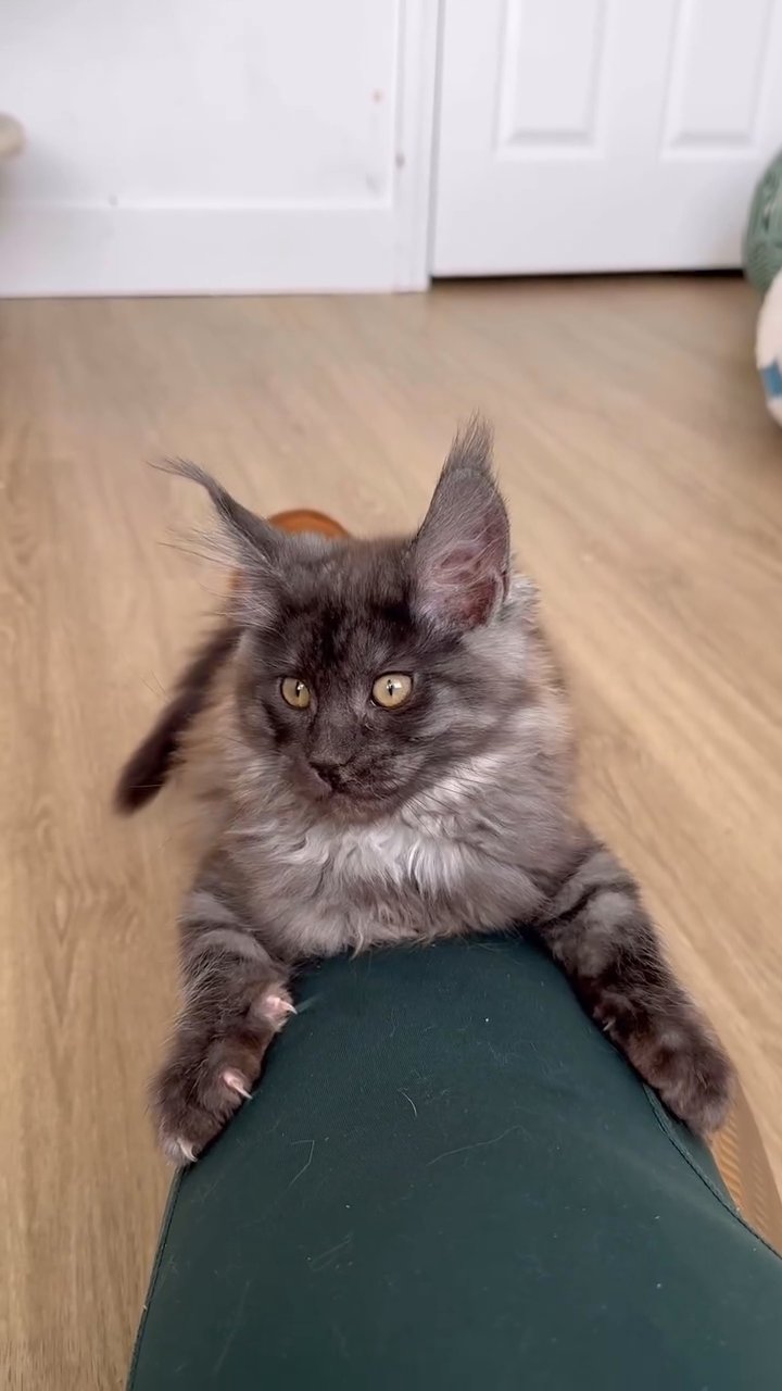 mainecoon kitten in New York City, New York