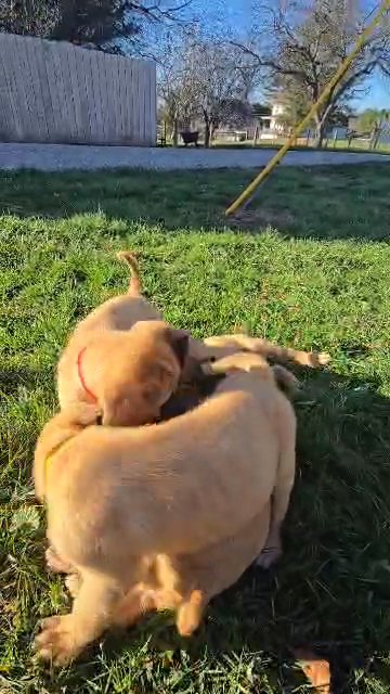 Muscle-Mastiff in Zanesville, Ohio