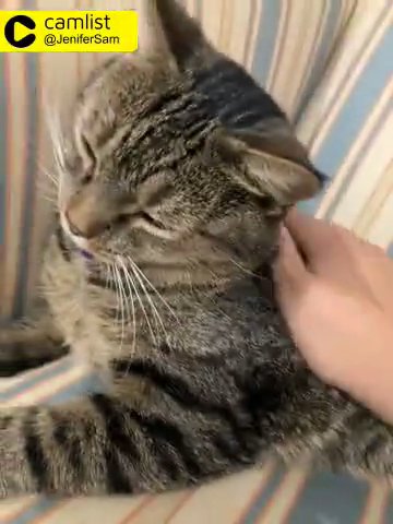 Cute Cat in Norristown, Pennsylvania