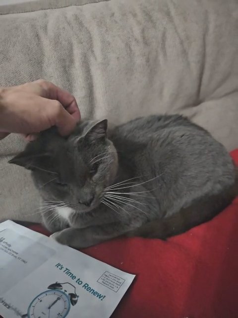 gray cat for sale in Freeport, New York