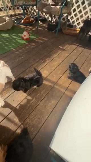 Black Akc Males in Martinsburg, West Virginia