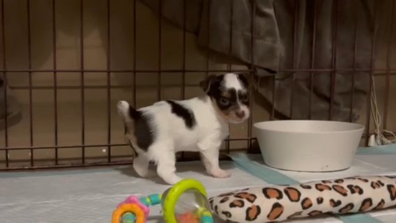 Sweet Akc Female Yorkie in Bristol, Virginia