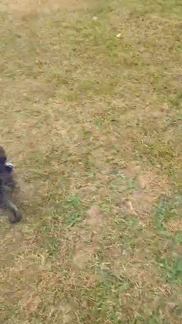 Miniature Schnauzer in North Amityville, New York