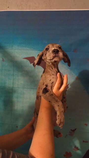 Carrie AKC Merel Great Dane in Roanoke, Virginia