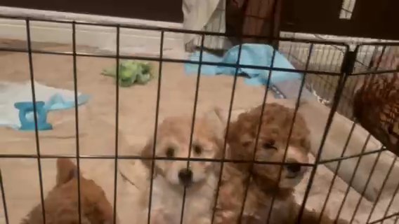 double doodle pups in Sacramento, California