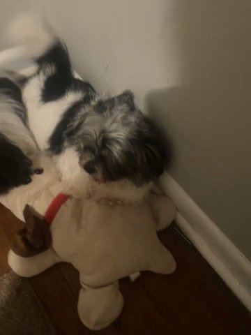 Male Shih Tzu For SALE in Atlanta, Georgia