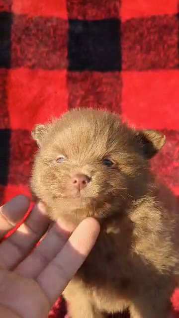 Archie (AKC Pomeranian) in Goshen, Indiana