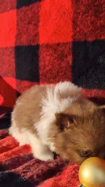 Axel (Pomeranian) in Goshen, Indiana