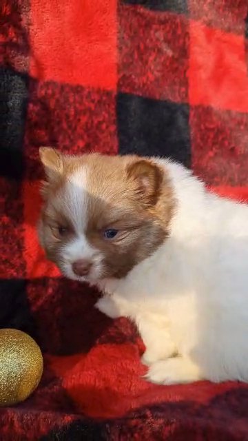 Asher (AKC Pomeranian) in Goshen, Indiana