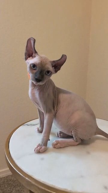 Elf Cat in El Paso, Texas