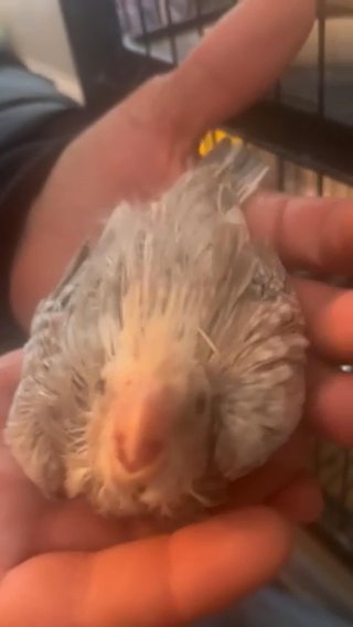 2 Babies Left , 2 Adults in Grove City, Ohio