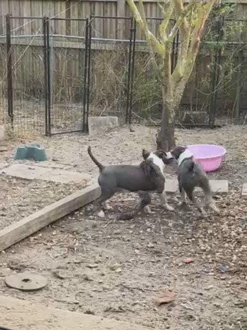 6 Month Male And female in Ocala, Florida