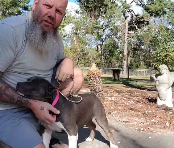 show material and family material.  who's looking for there next forever furry friend.. in Gainesville, Florida
