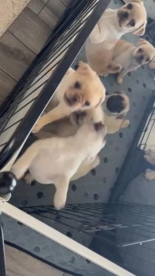 Pug Puppies in Sierra Vista, Arizona