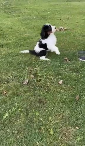 F1b Standard Bernedoodle - Manning in Columbus, Ohio