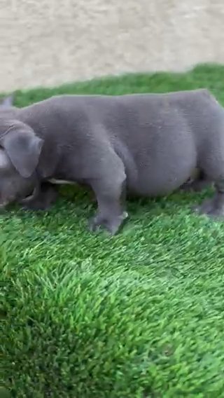 Exotic Bulls Available in San Jacinto, California