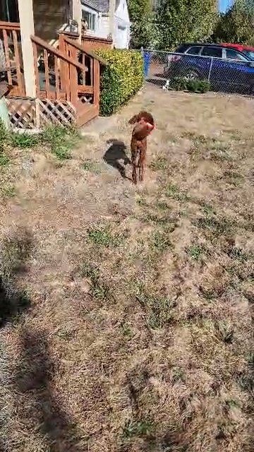 found their furever homes in Salem, Oregon