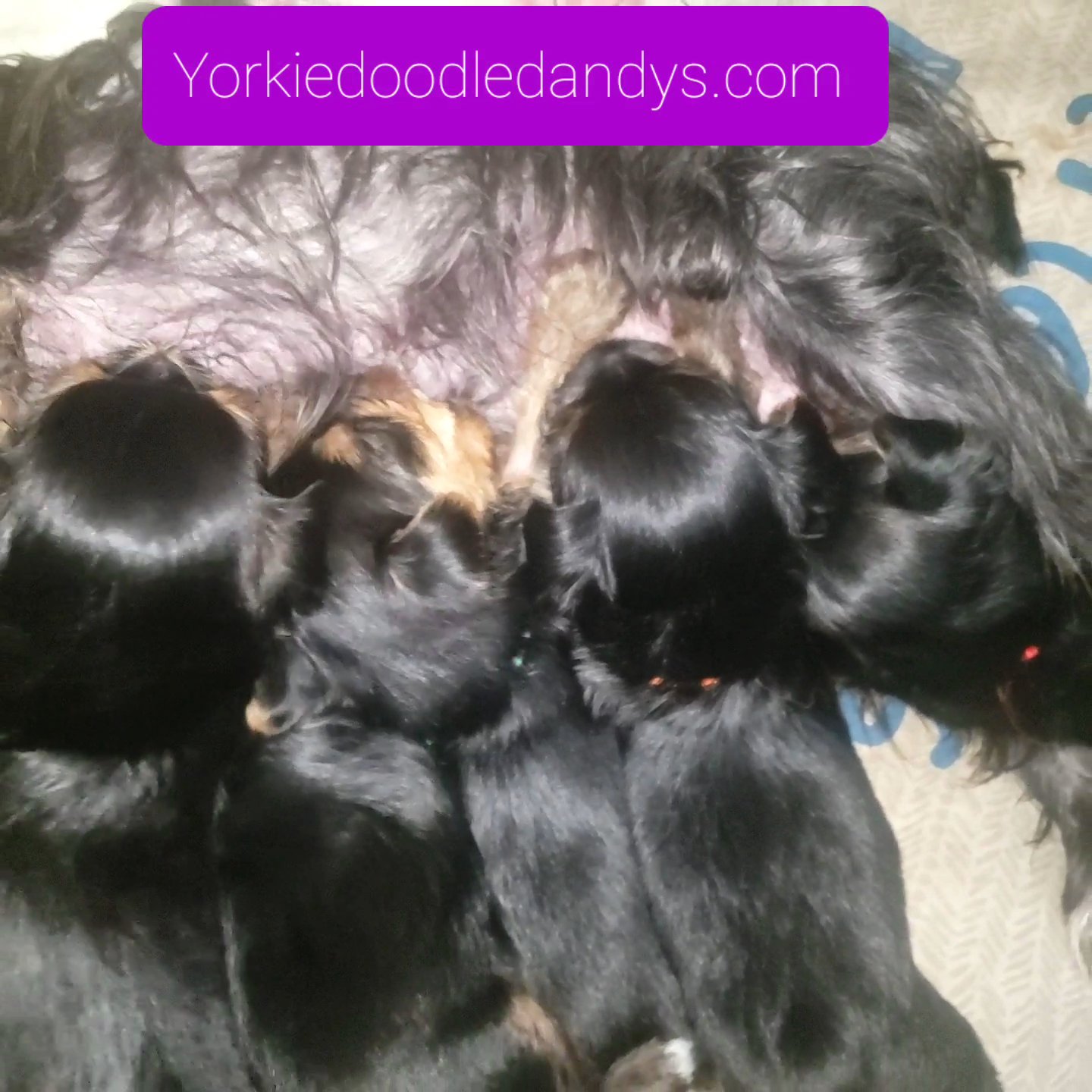 AKC YORKSHIRE TERRIERS in Jonesboro, Arkansas