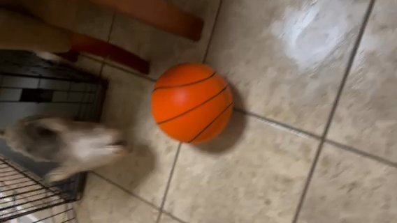 Shihpoo And Shrnokie-poo in Tallahassee, Florida
