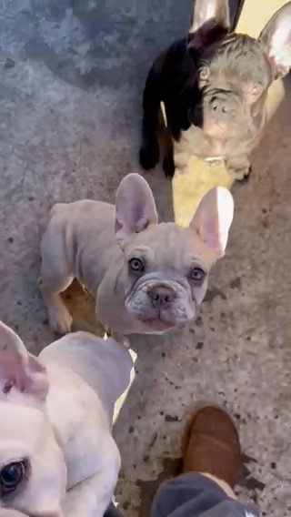 Frenchie Babies 15 Weeks in Modesto, California