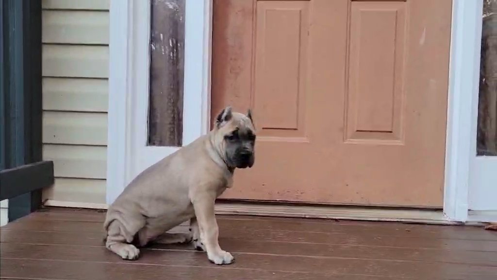 AKC Import Sired Cane Corso Female Pup   AKC Import Sired Formentino Female in Atlanta, Georgia