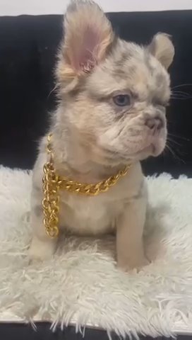 Lilac Merle and Tan x Visual Fluffy in Midland, Texas