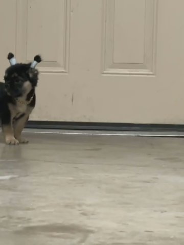 Black And Tan X Visual Fluffy in Midland, Texas