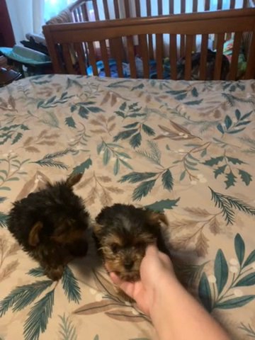 Pure Bred Yorkies Puppies in Coventry, Connecticut