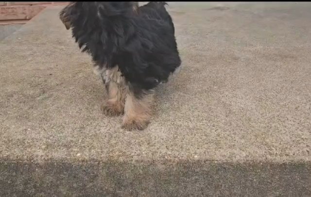 Traditional Yorkie in St. Louis, Missouri