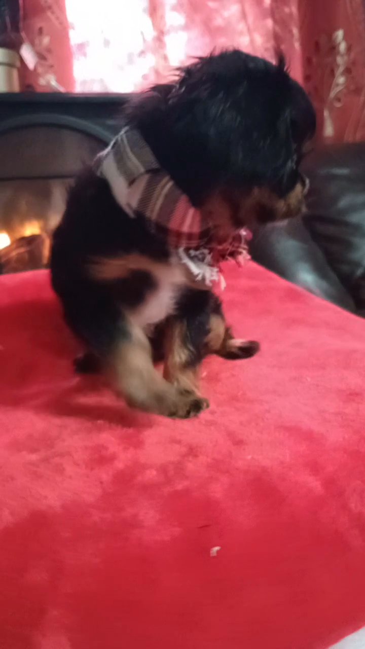 black Friday sale! cavalier king Charles spaniel in Coshocton, Ohio