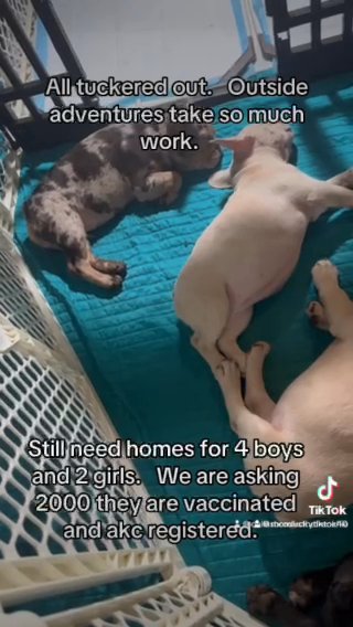 French Bull Dogs in Modesto, California