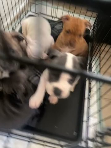 Pocket Bully Pups in Atlanta, Georgia