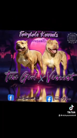 Aboc Champagne Fawn Male in Gainesville, Florida
