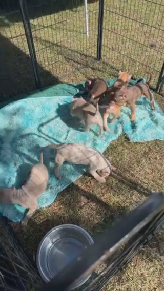 American Bully Merle Female in Gainesville, Florida