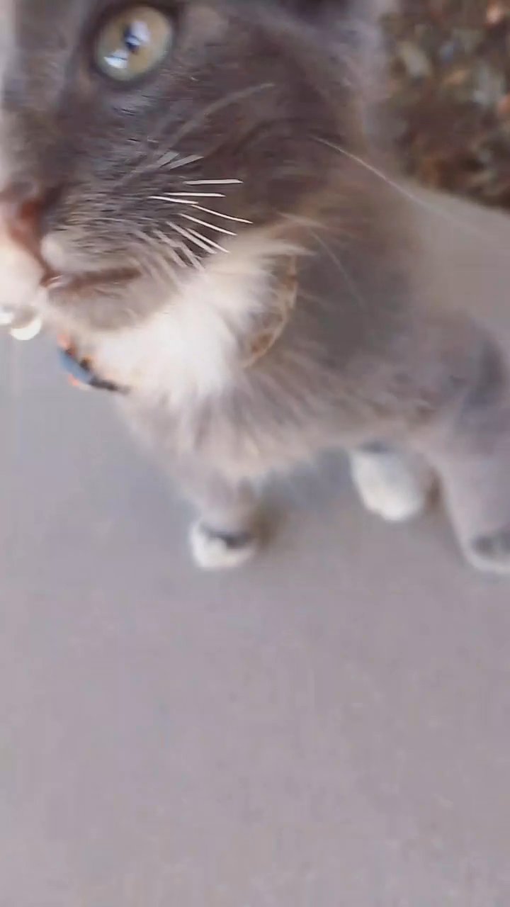 nebelung kitten in Chula Vista, California