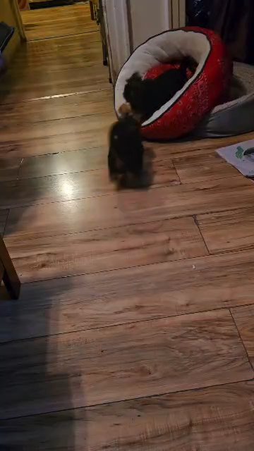 pup for sale in Brooklyn, New York