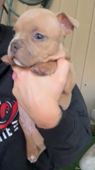 Pocket Bully in Springfield, Missouri