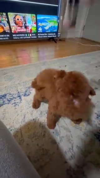 Toy Poodle Puppy in New York City, New York