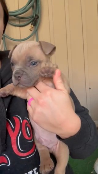 Pocket Bully in Springfield, Missouri