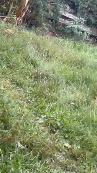 Female Husky For Rehoming in Houston, Texas