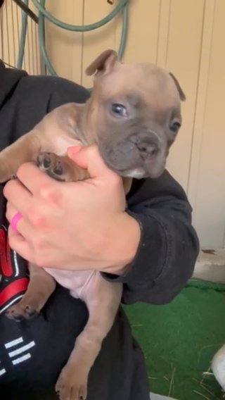 Pocket Bully in Springfield, Missouri