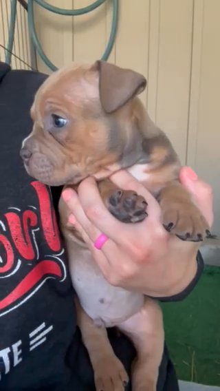 Pocket Bully in Springfield, Missouri