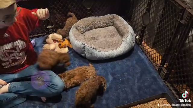 AKC mini Poodles in Fuquay-Varina, North Carolina
