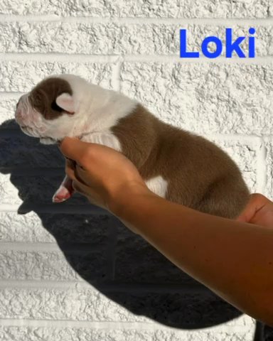 American Bully - Loki in Kingsport, Tennessee