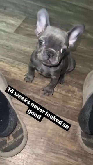 French Bulldog in Lynchburg, Virginia