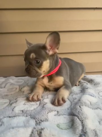Pink Collar Girl in Covington, Louisiana