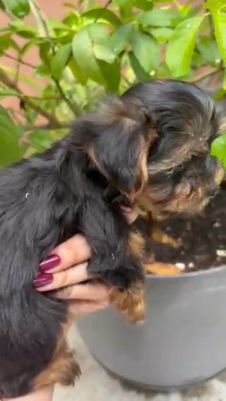 Yorkie Baby Boy in Fort Lauderdale, Florida