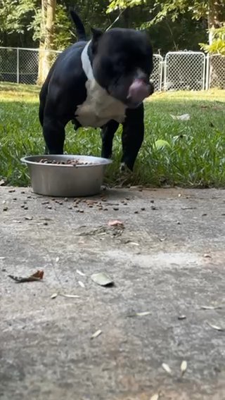 Pet Only Home in Macon, Georgia
